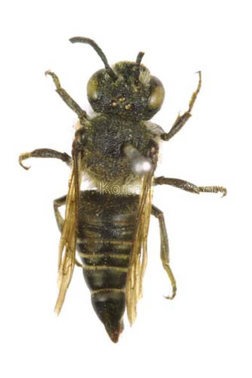 애뾰족벌 이미지