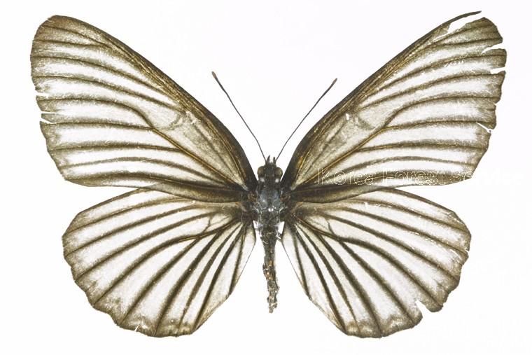 어리세줄나비 이미지