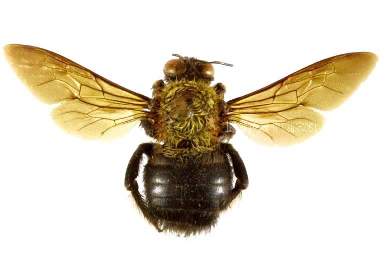 어리호박벌 이미지