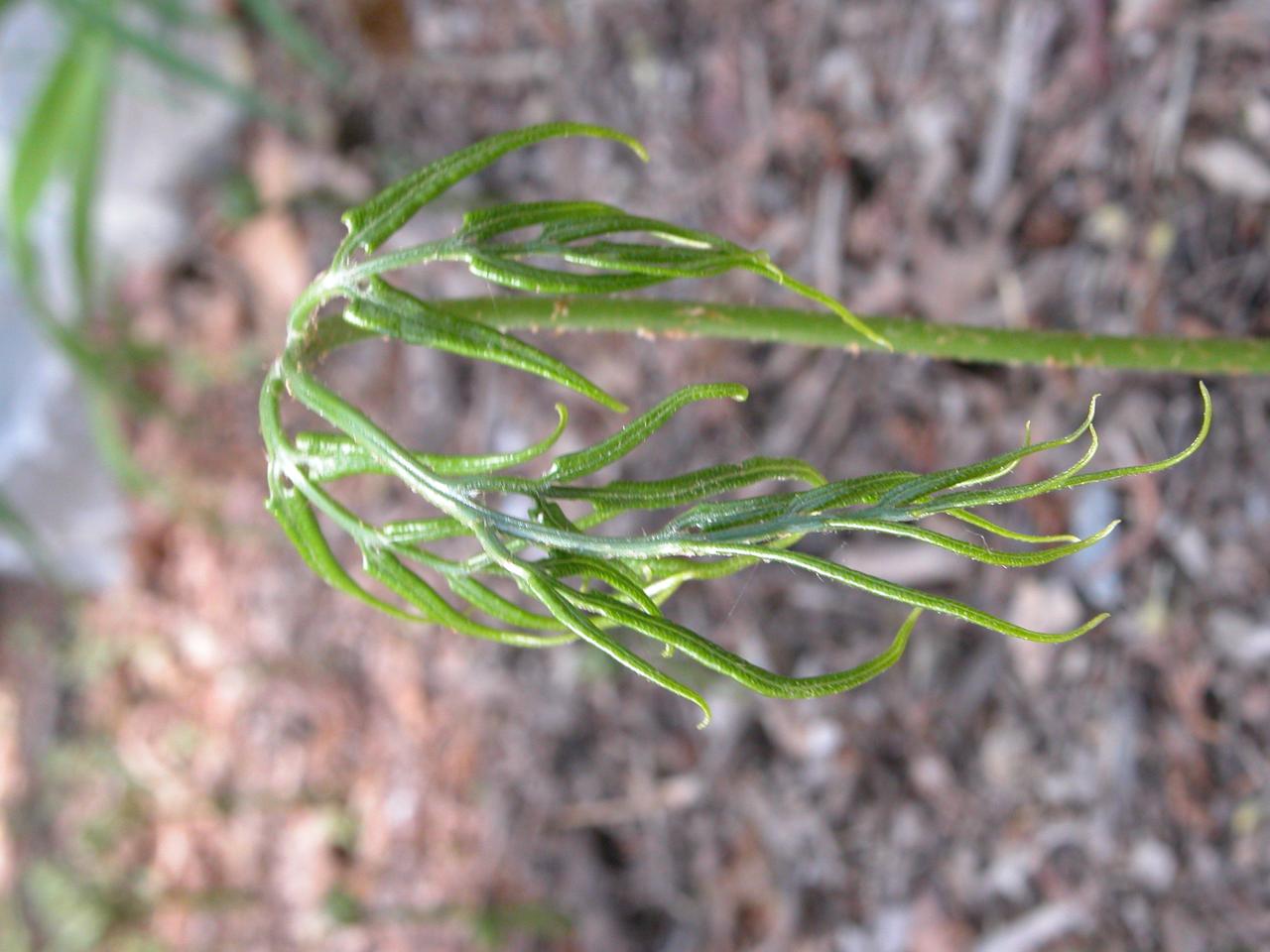 고비고사리 이미지