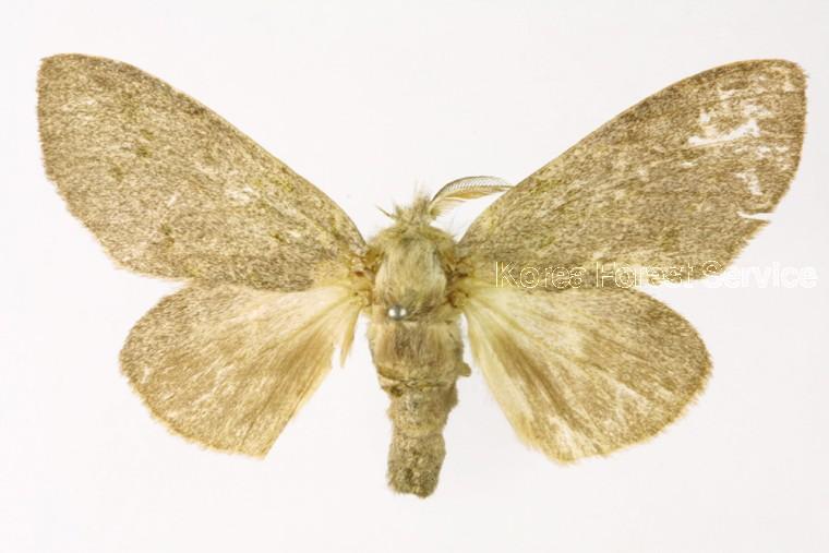 연갈색재주나방 이미지