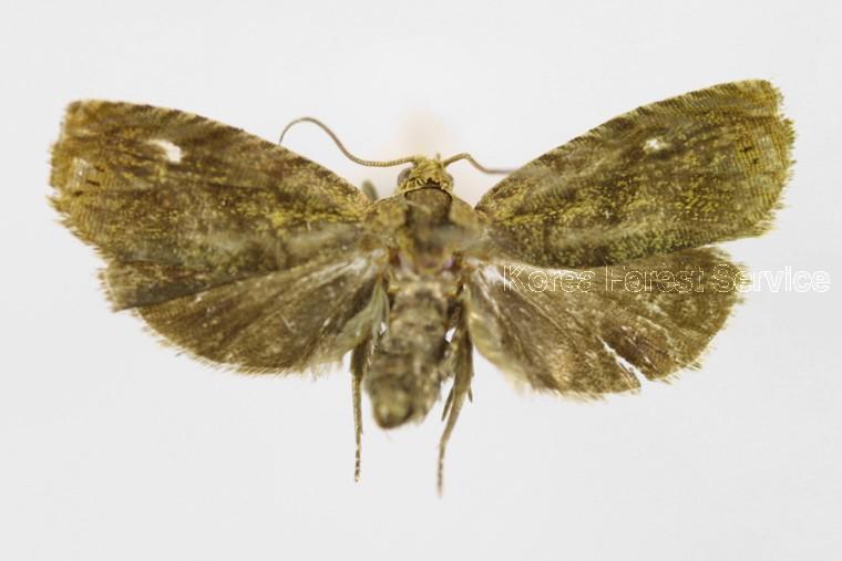 오리엔트애기잎말이나방 이미지