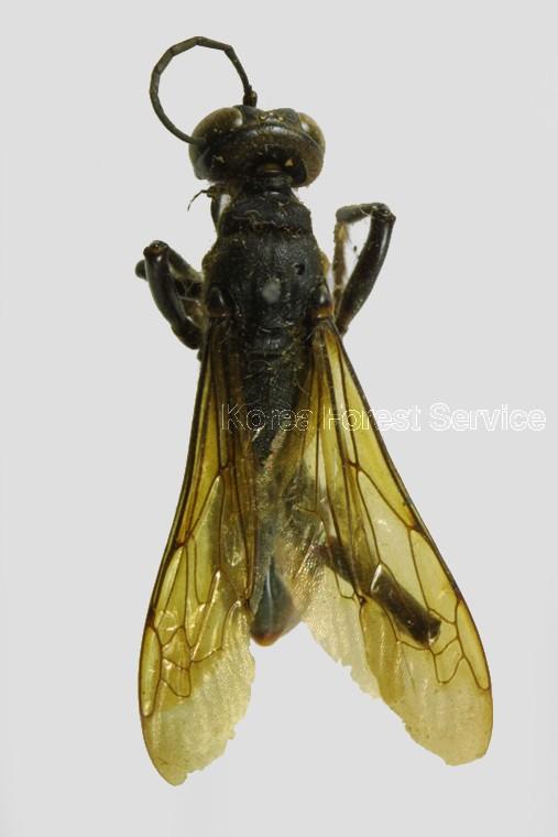 왕나나니 이미지