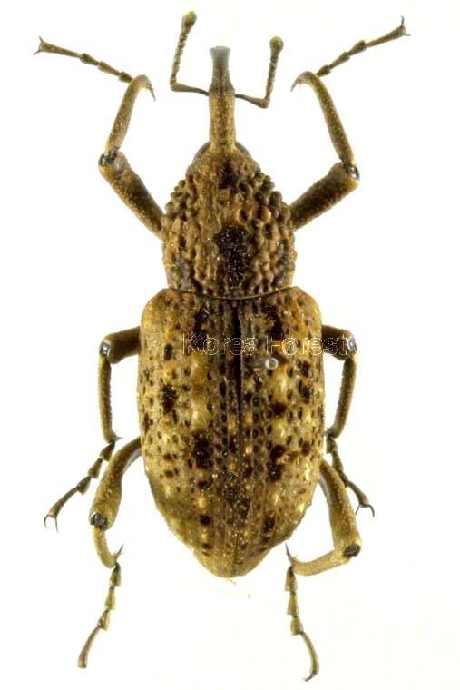 왕바구미 이미지