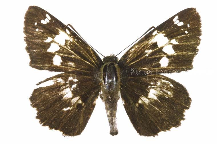 왕자팔랑나비 이미지