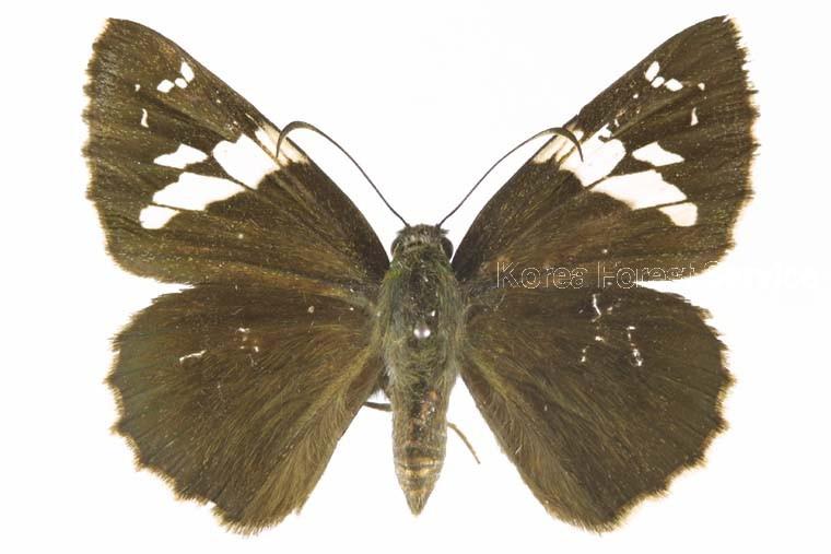 왕팔랑나비 이미지