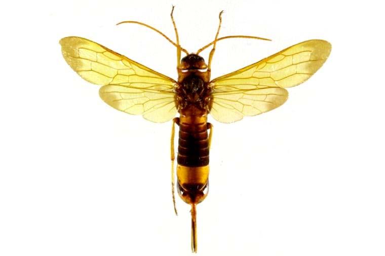 왜송곳벌 이미지