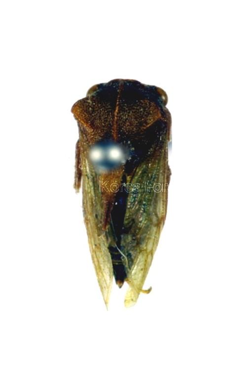 외뿔매미 이미지