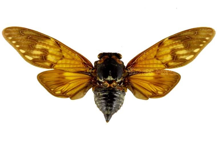 유지매미 이미지