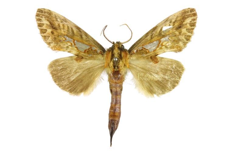 은무늬재주나방 이미지