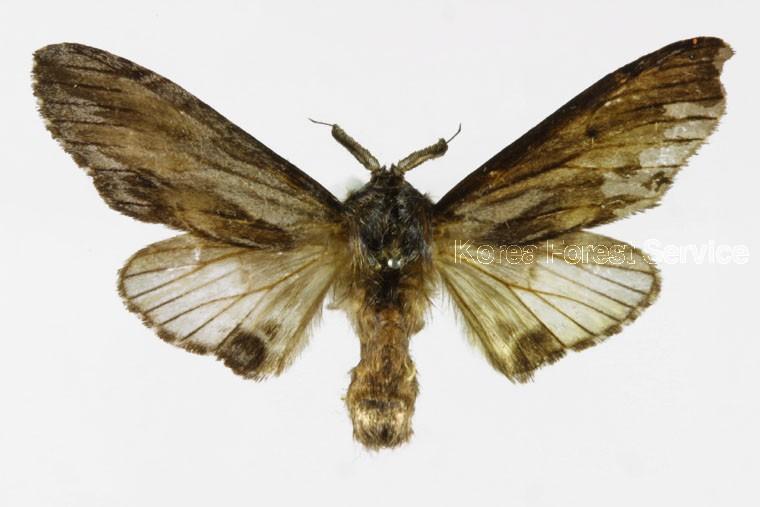 은재주나방 이미지