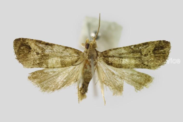 인동애기잎말이나방 이미지