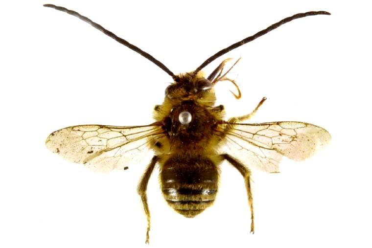 일본애수염줄벌 이미지