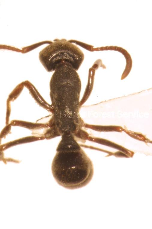 일본침개미 이미지