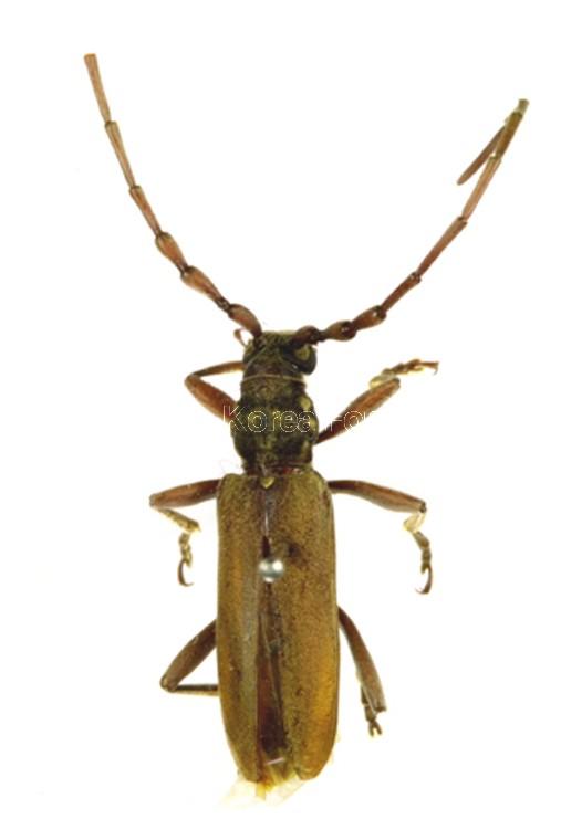 작은하늘소 이미지