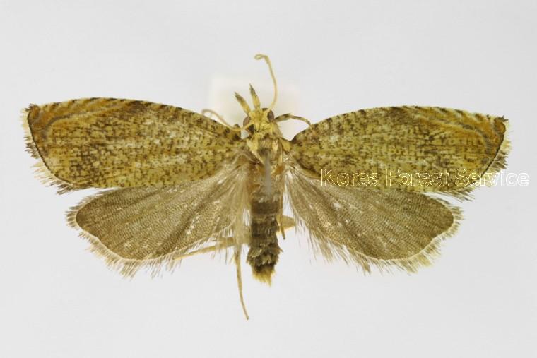 잔주름애기잎말이나방 이미지