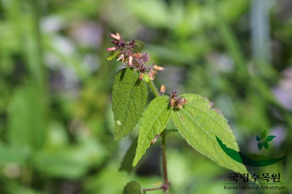 고슴도치풀 이미지