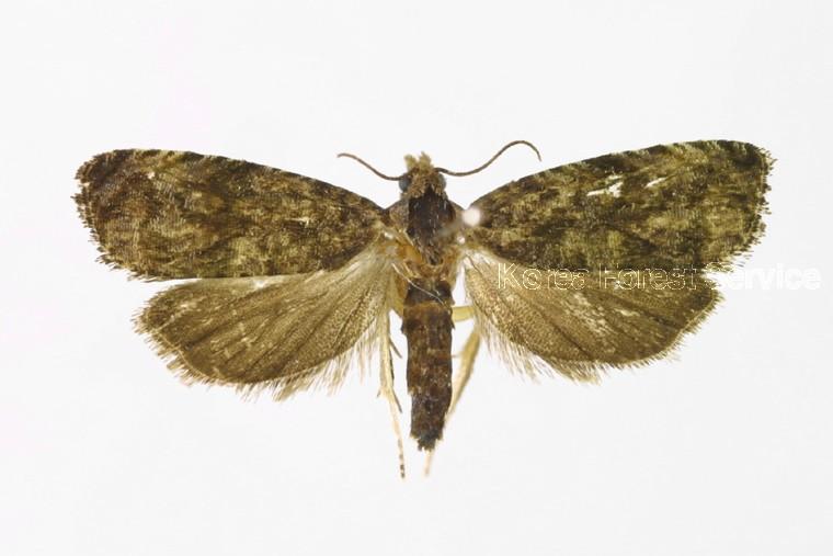 장미애기잎말이나방 이미지