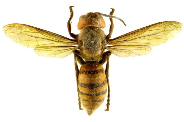 장수말벌 이미지