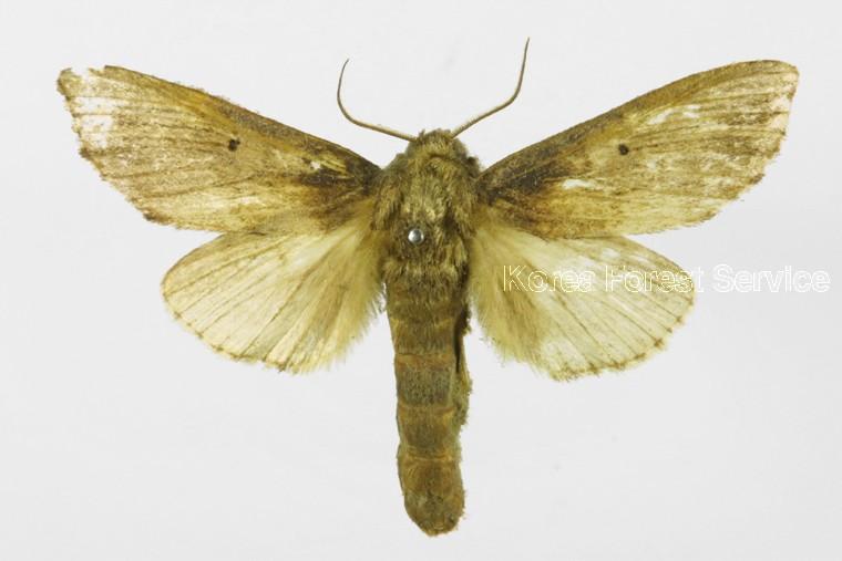 점무늬재주나방 이미지