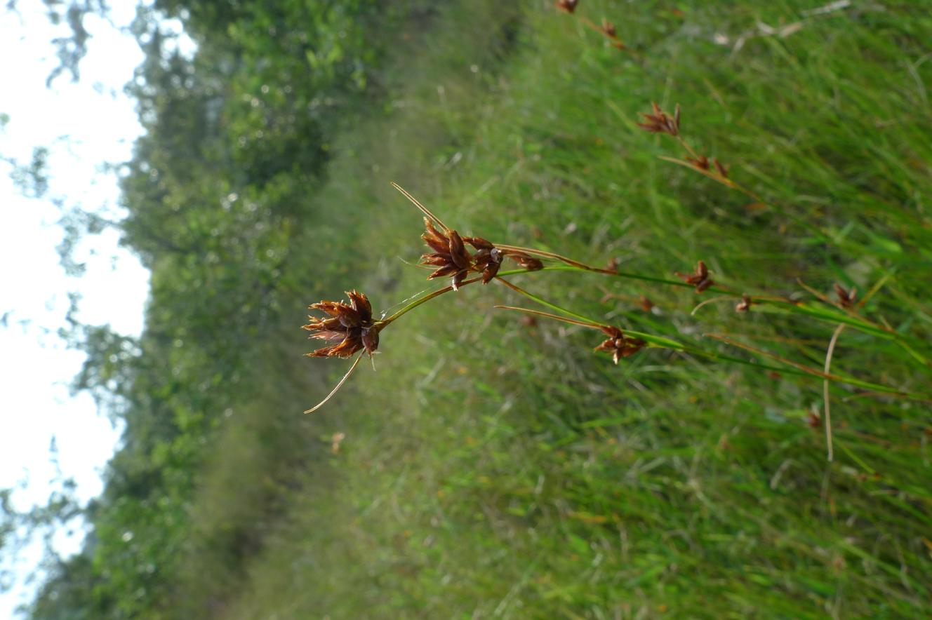 고양이수염 이미지