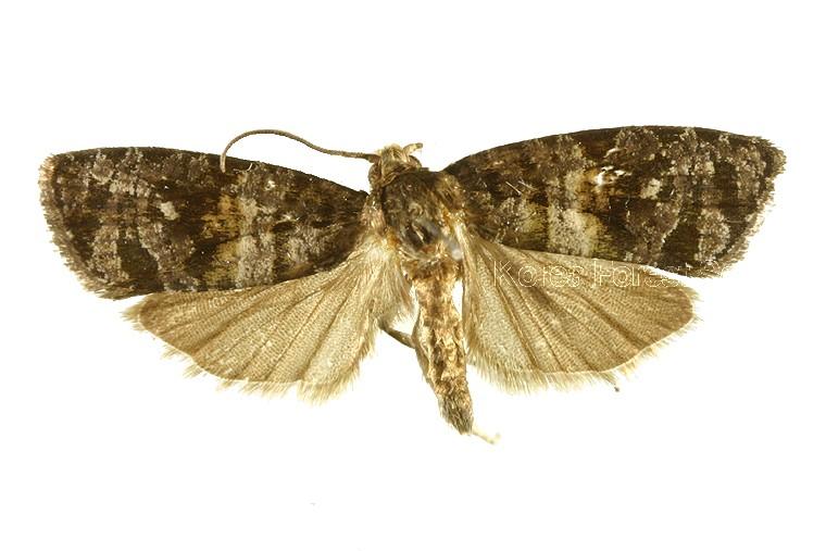 젓나무애기잎말이나방 이미지