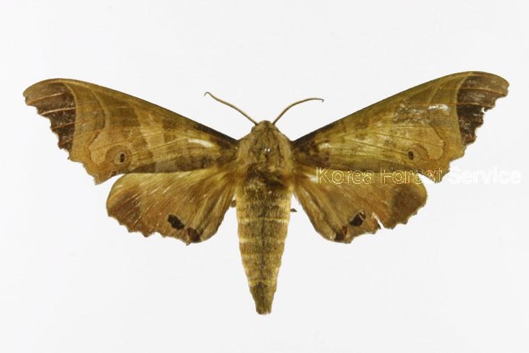 제주등줄박각시 이미지