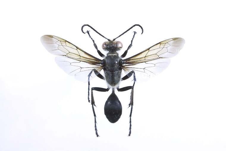 조롱박벌 이미지