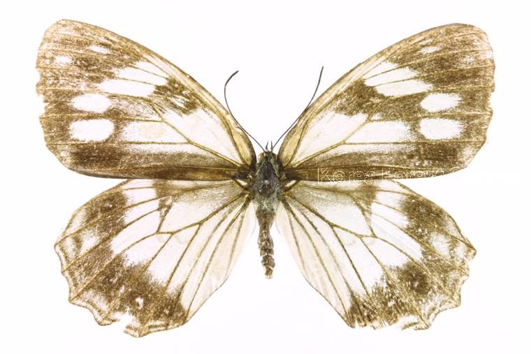 조흰뱀눈나비 이미지