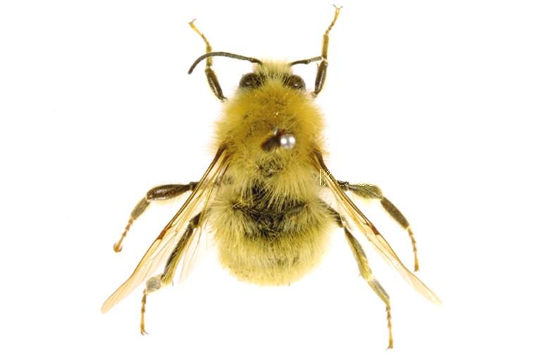 좀뒤영벌 이미지