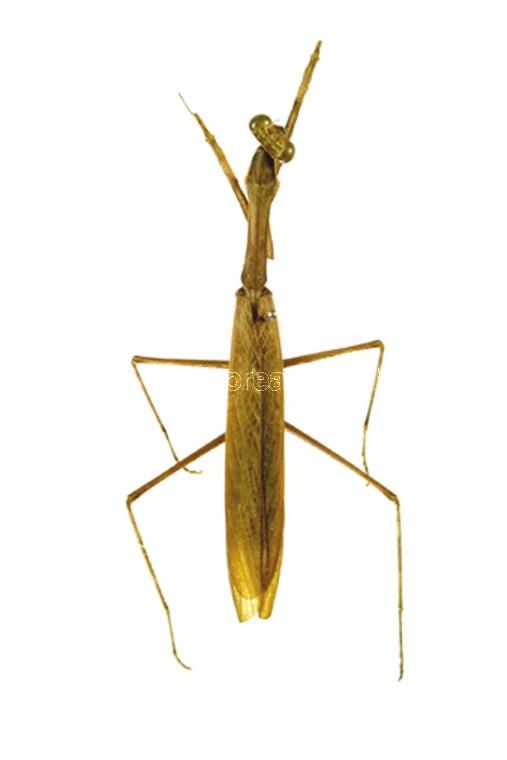 좀사마귀 이미지