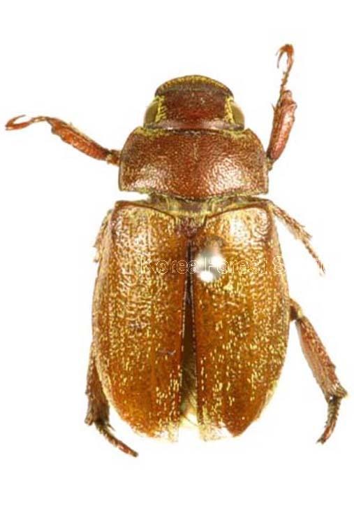 주둥무늬차색풍뎅이 이미지