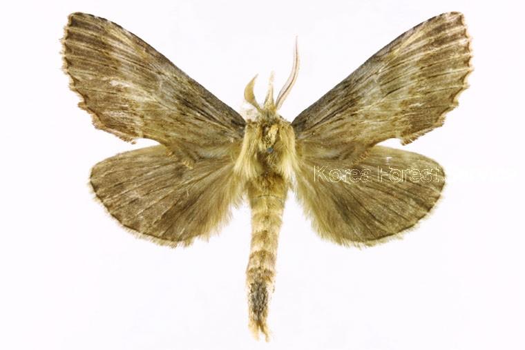 주름재주나방 이미지