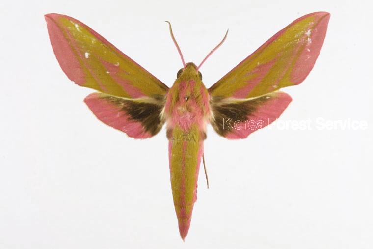 주홍박각시 이미지