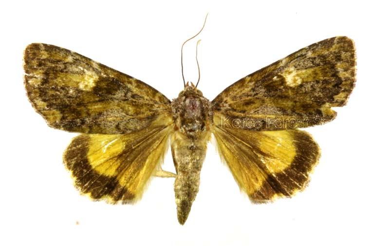 주홍흰무늬저녁나방 이미지