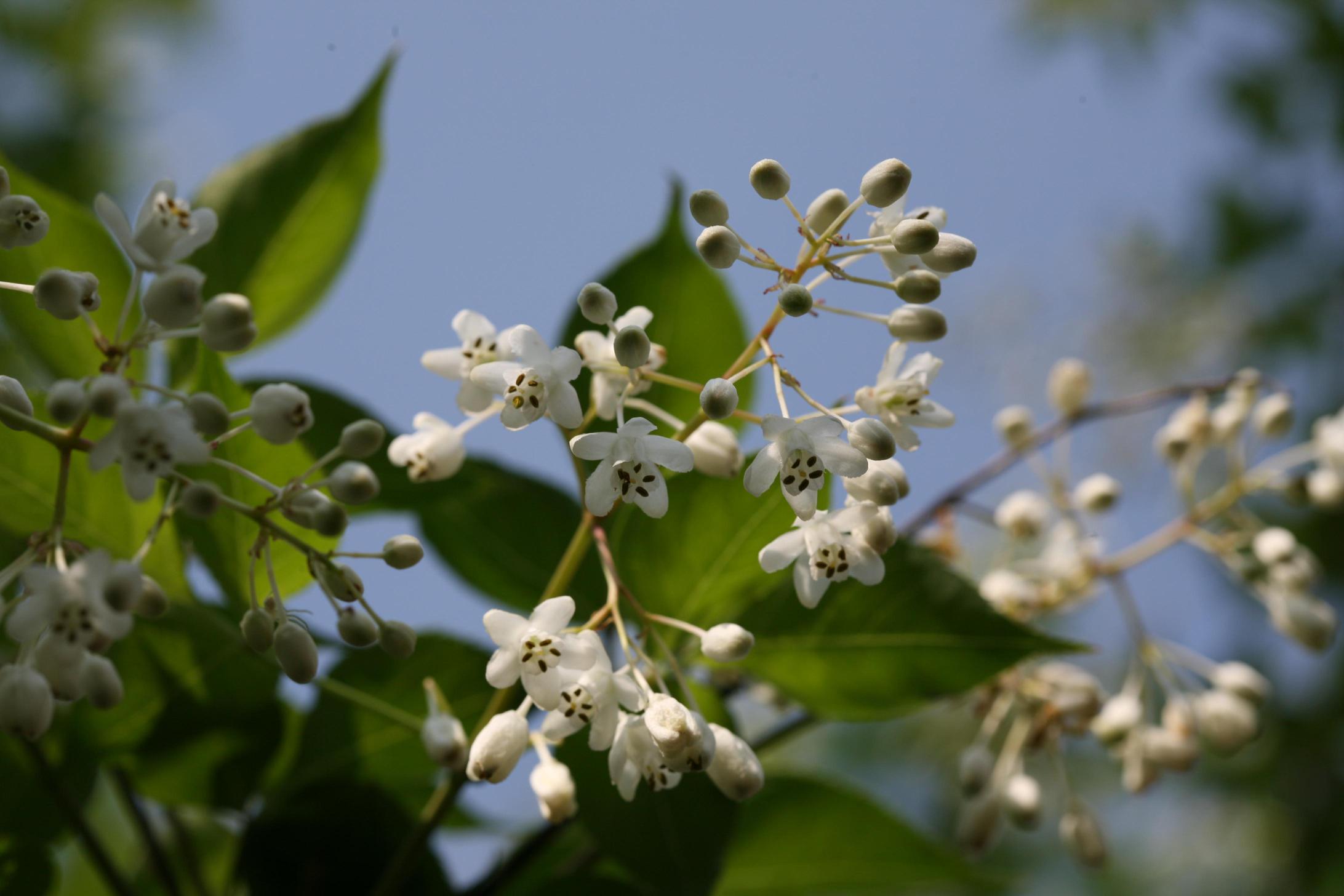 고추나무 이미지