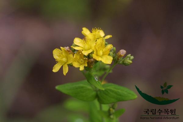 고추나물 이미지