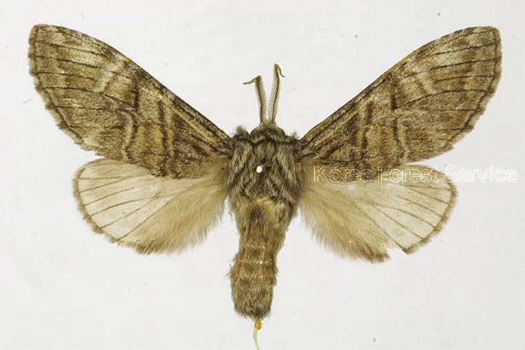 줄재주나방 이미지