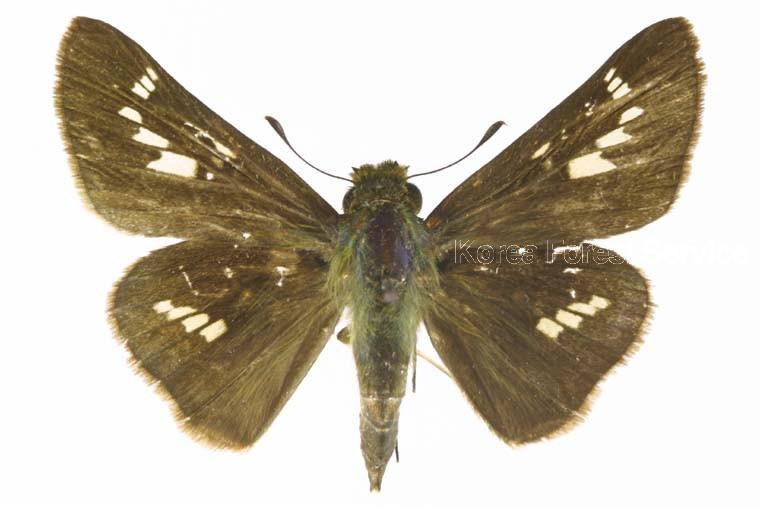 줄점팔랑나비 이미지