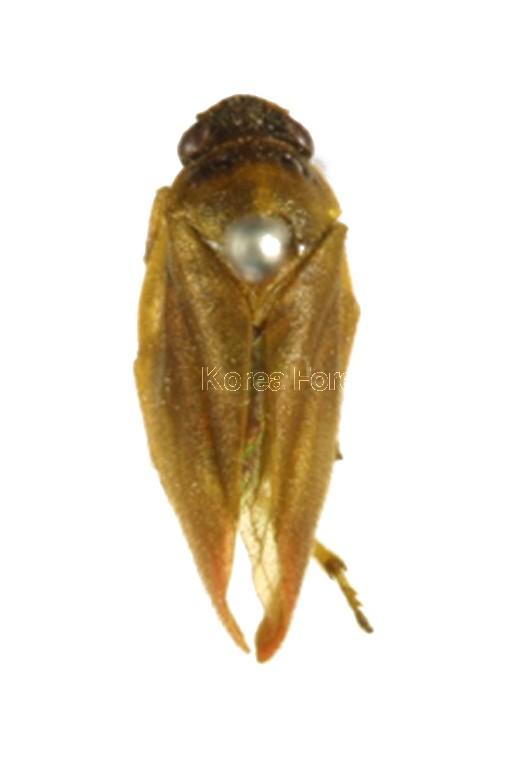 쥐머리거품벌레 이미지