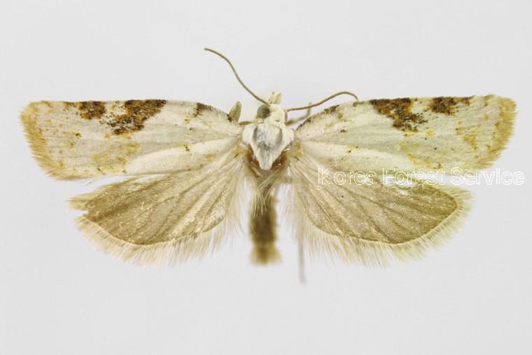 참느릅잎말이나방 이미지