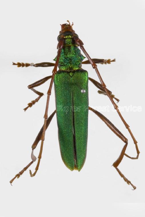 참풀색하늘소 이미지