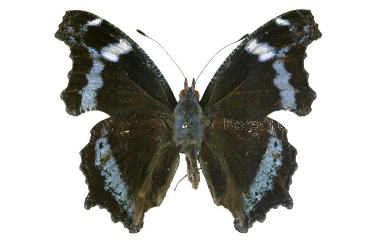 청띠신선나비 이미지