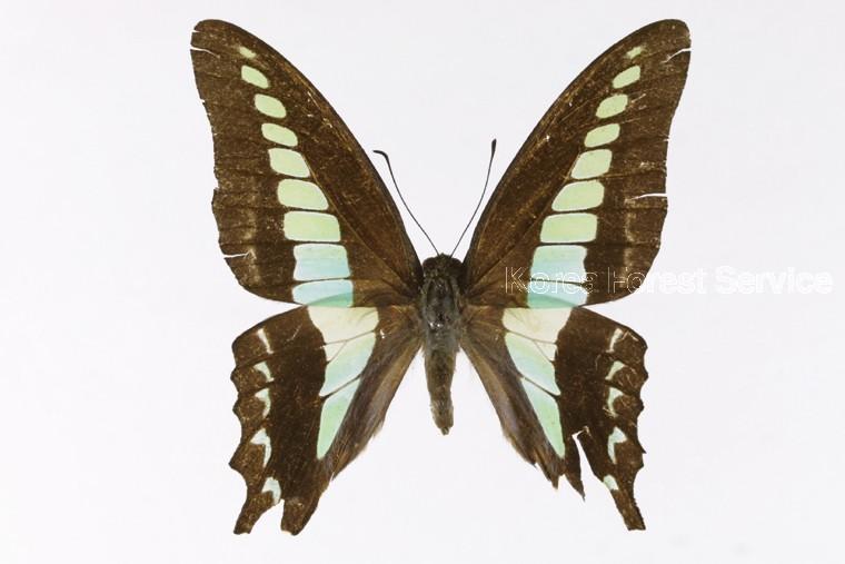 청띠제비나비 이미지