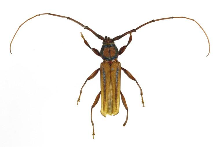 청줄하늘소 이미지