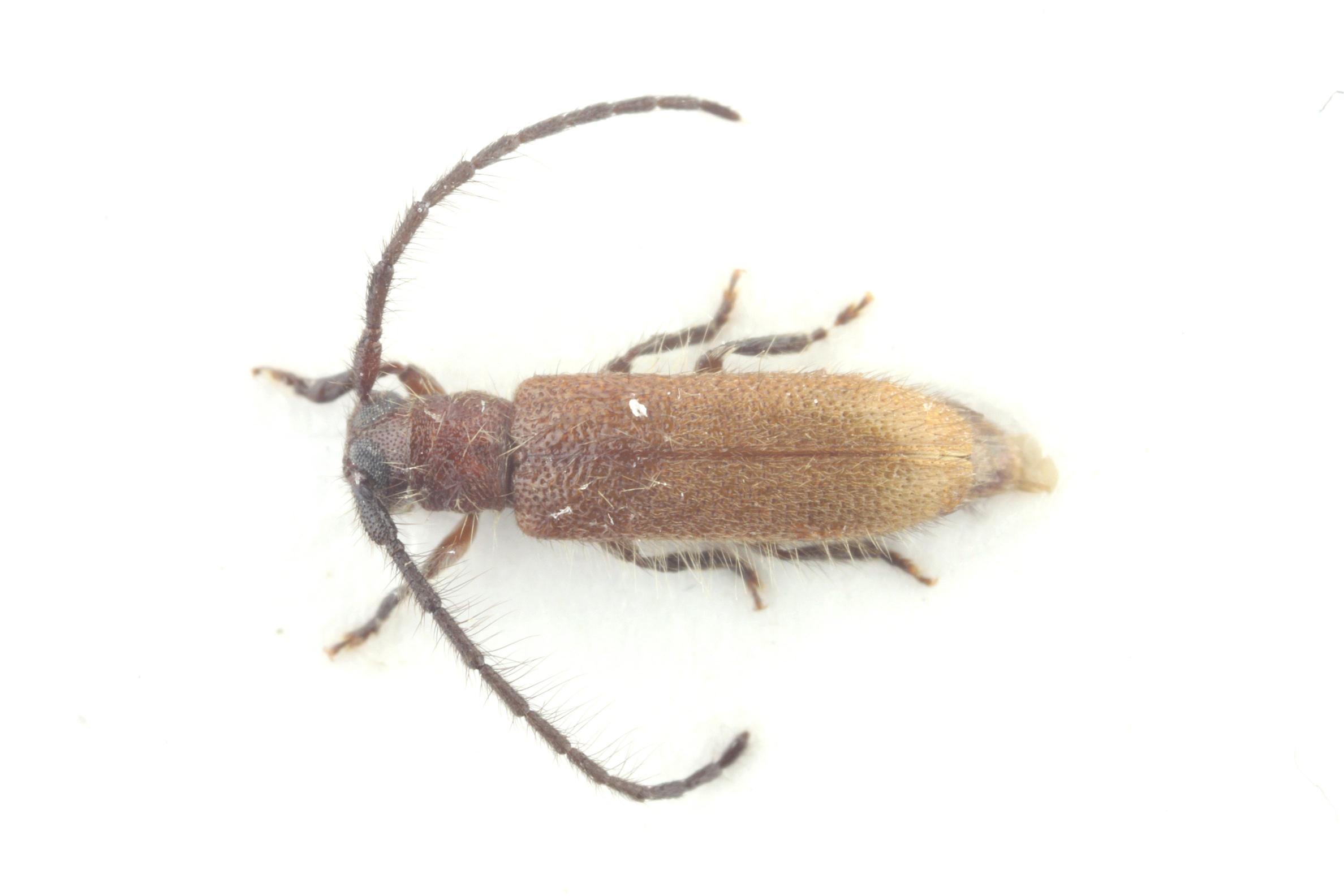 큰통하늘소 이미지