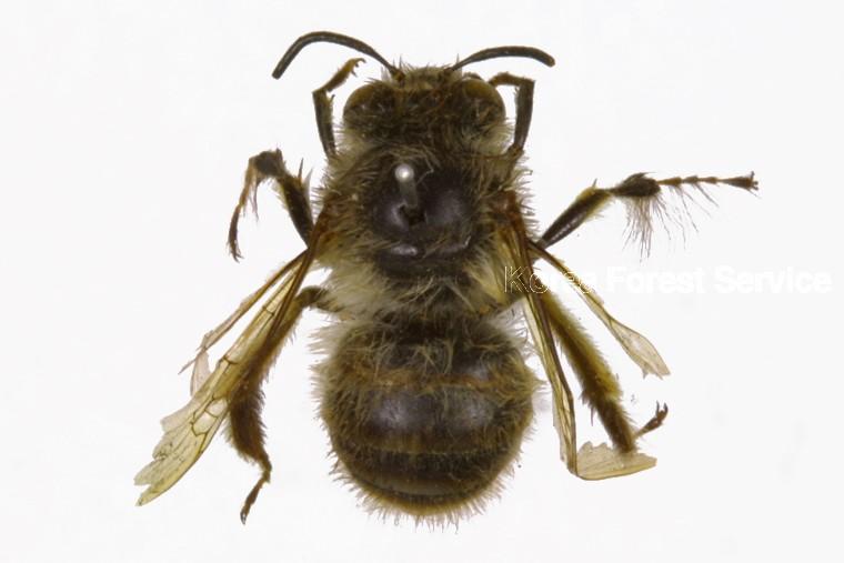 털보줄벌 이미지