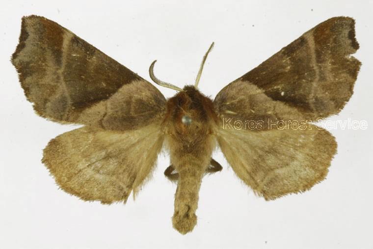 팔자머리재주나방 이미지