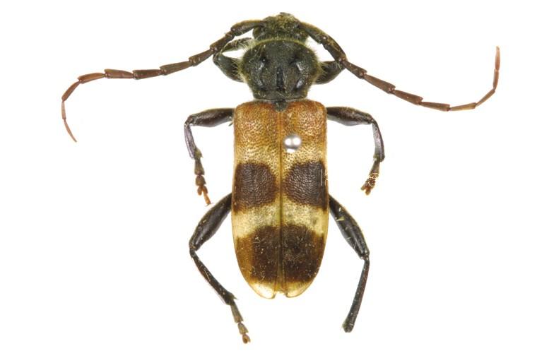 향나무하늘소 이미지