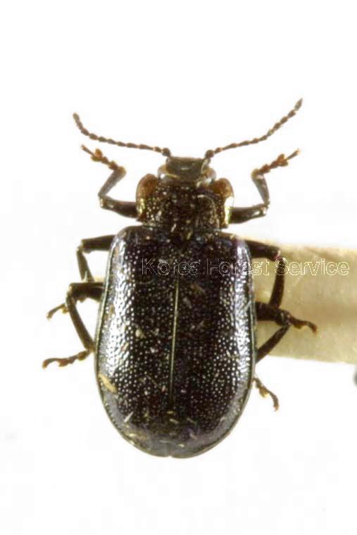 호두나무잎벌레 이미지